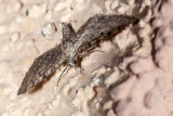 Pug Moth  (<em>Eupitheciini </em>sps)