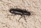 Woodland Ground Beetle  (<em>Pterostichus</em> sp)