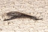 Antlion (<em>Brachynemurus sackeni</em>)