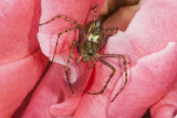 Green lynx spider (<em>Peucetia viridans</em>)