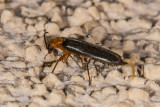 Brown Leatherwing Beetle (<em>Pacificanthia consors</em>)