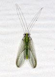 Green Lacewings (<em>Chrysoperla</em> sp)