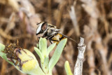 Bee Fly (<em>Paravilla-splendida</em>)