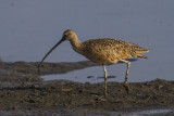 long-billed-curlew01.jpg