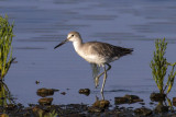 Willet