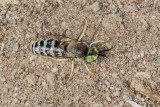 Pacific Sand Dune Wasp