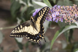 Anise Swallowtail  (<em>Papilio zelicaon</em>)