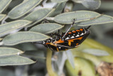 Harlequin bug  (<em>Murgantia histrionica</em>)