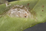 Bristly Roseslug (<em>Cladius difformis</em>)