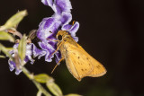 Fiery Skipper (<em>Hylepyhila phyleus</em>)