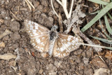 Common Checkered Skipper (<em>Pyrgus communis</em>)