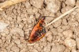 Red Bug (<em>Cantius (=Lodosiana) aegyptius</em>)