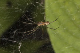 Bowl and Doily Spider (<em>Frontinella communis</em>)