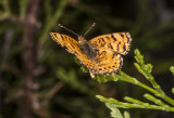 Mylitta Crescent  (<em>Phyciodes mylitta mylitta</em>)