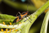 Large Milkweed Bug (<em>Oncopeltus fasciatus</em>)