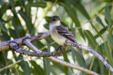 Willow Flycatcher