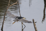 Black-crowned Night-heron