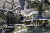 Northern Waterthrush