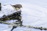 Northern Waterthrush