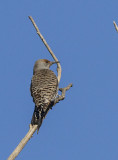 Northern Flicker