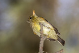 Pacific Slope Flycatcher