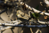 Yellow-rumped Warbler