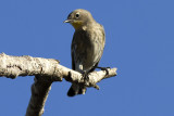 Yellow-rumped Warbler