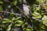 Oak Titmouse