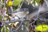 Yellow-rumped Warbler