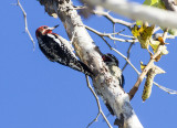 Red-naped Sapsucker