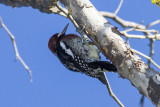 Red-naped Sapsucker