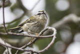 Golden-crowned Kinglet