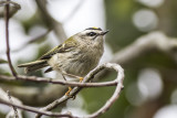 Golden-crowned Kinglet