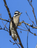 Downy Woodpecker