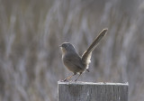 Wrentit