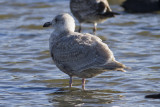 Glaucous-winged Gull