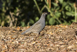 California Quail