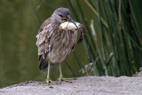 Black-crowned Night-heron