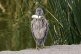 Black-crowned Night-heron