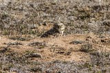 Burrowing Owl