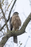 Coopers Hawk