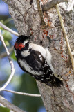 Downy Woodpecker