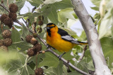 Bullocks Oriole