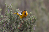 Bullocks Oriole