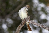 Ash-throated Flycatcher