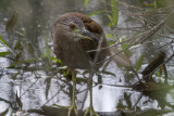 Black-crowned Night Heron