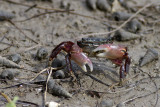 Mud Flat Crab (<em>Hemigrapsus oregonensis</em>)