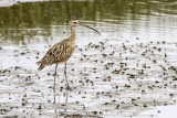 Long-billed Curlew