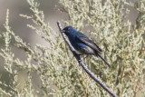 Indigo Bunting