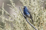 Indigo Bunting